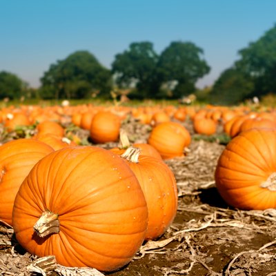 037 Pumpkins in field waiting to be picked..jpg