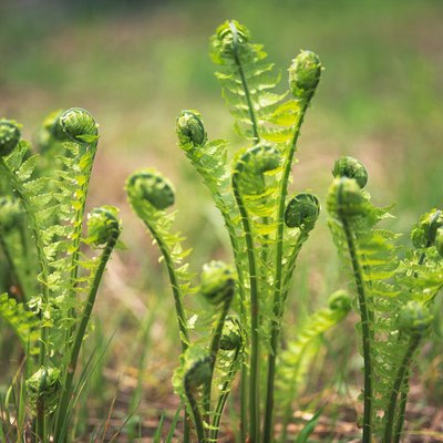 Ostrich fern (Matteuccia struthiopteris)