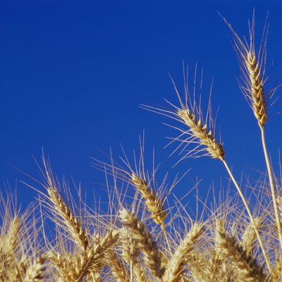 Close-up of wheat crops in a field