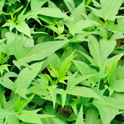 green sweet potato plants in growth