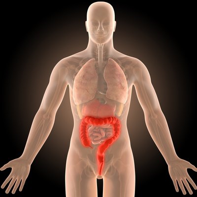 3d illustration human body crohn's colon infection with clipping path.