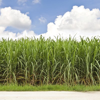 Sugarcane field and cloudy sky
