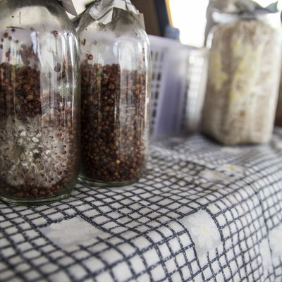mushroom fungus in bottle