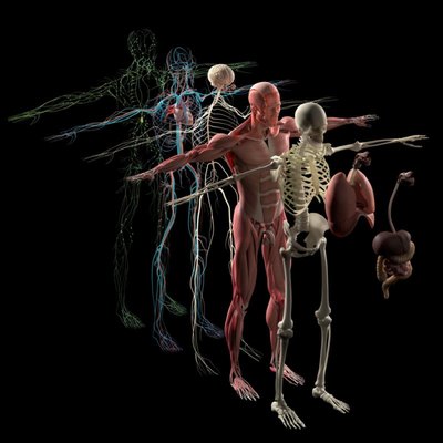 Human anatomy exploded view, deconstructed. Separate elements muscle, bone, organs, nervous system, lymphatic system, vascular system.