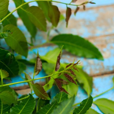 Nature fresh neem on old blue wooden