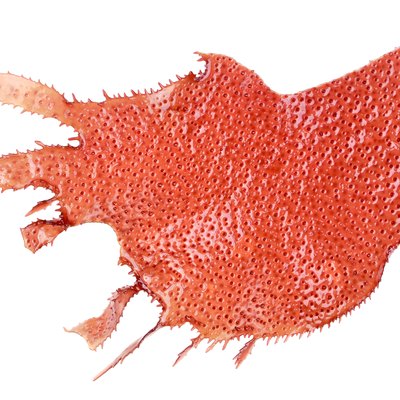 Red marine algae