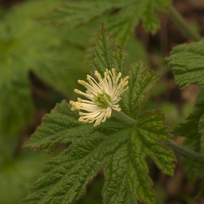 Goldenseal Flower and Leaves