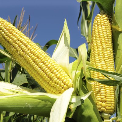 corn field