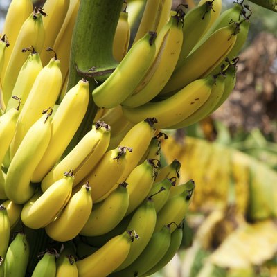 banana