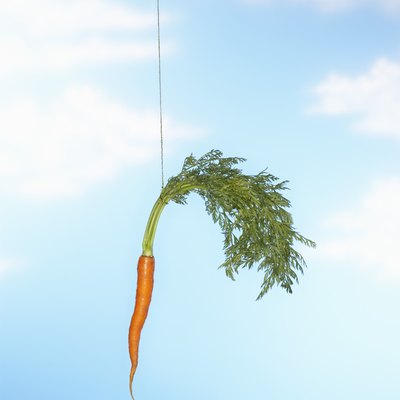 Person Dangling Carrot From Stick