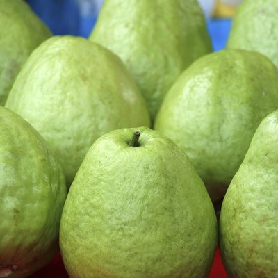 Fresh Green Guavas