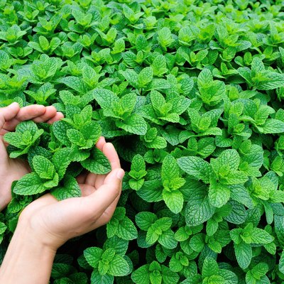 woman hands protect mint plant grow at vegetable garden
