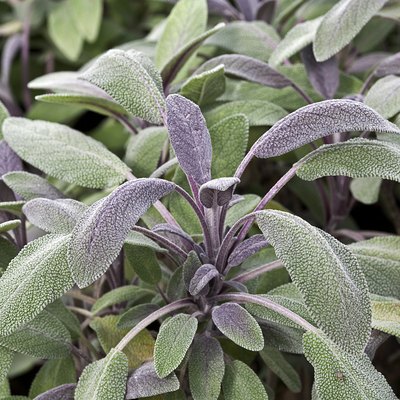 Salvia officinalis 'Purpurea'