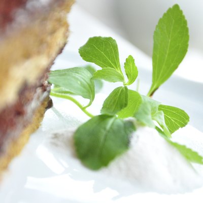 stevia plant