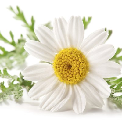 Macro shot of wild camomile over white.