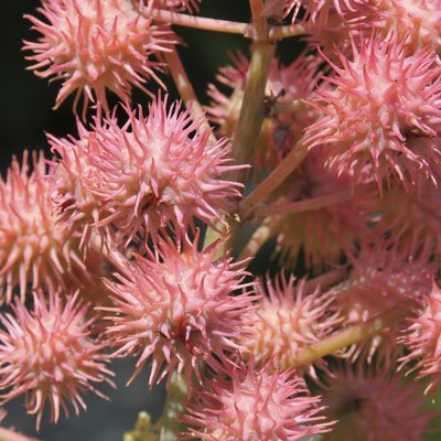 Pink ricin flowers