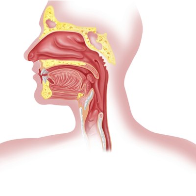 Human respiratory system cross section, head part