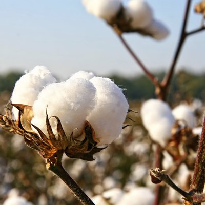 cotton