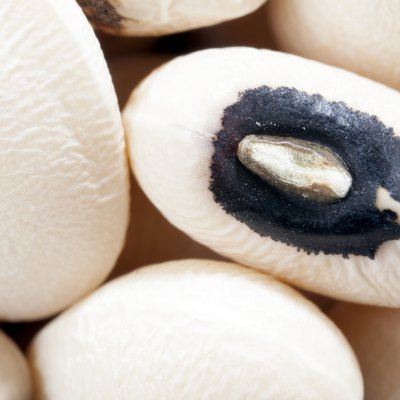 Black-Eyed Pea