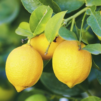 branch of lemons