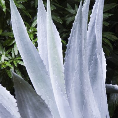A beautiful agave plant.