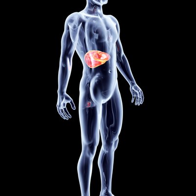 Internal Organs - Liver