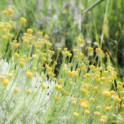 Meadow of chamomile