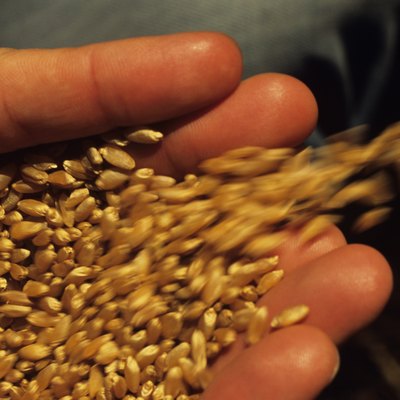Wheat seeds spilling from hand, close-up