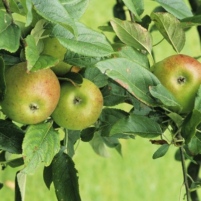 Apples on tree, Worcester Permain, close-up