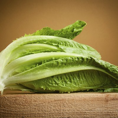Organic romain lettuce isolated