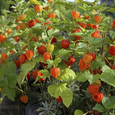 Chinese lantern flower (Physalis alkekengi)