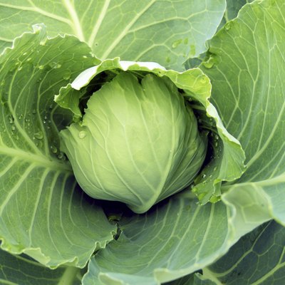 Cabbage