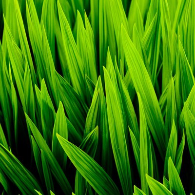 Blades of wheat grass
