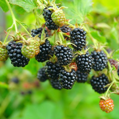 blackberry