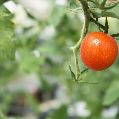 Cherry tomatoes growing in a greenhouse
