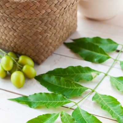 Mortar and pestle with medicinal neem leaves