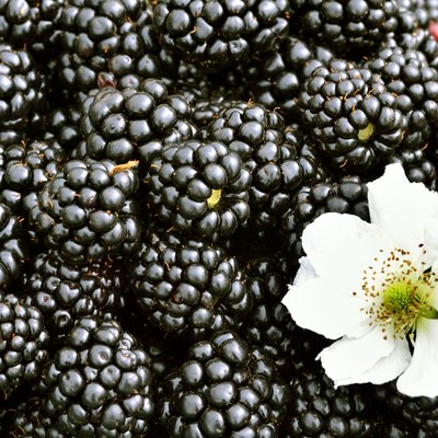 Blackberries background.
