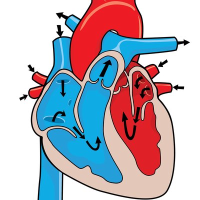 heart