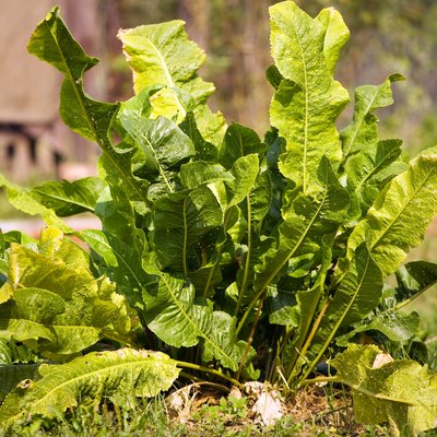 Plant of horse radish
