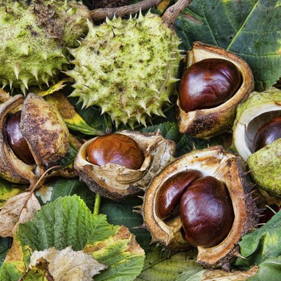 Group of fresh conkers with outer protection and leaves