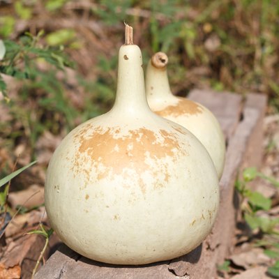 Drying Bottle gourd for keep the seed.