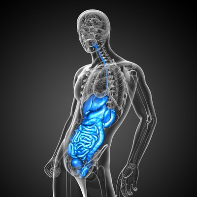 3d render medical illustration of the human digestive system