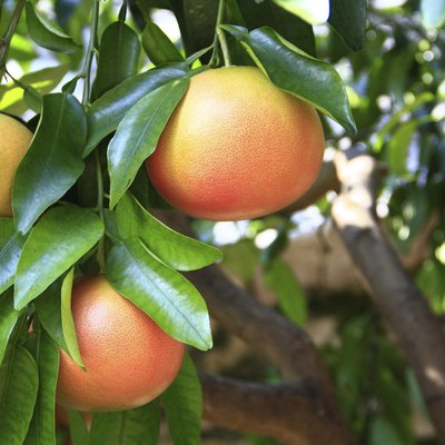 Grapefruit (Citrus paradisi)