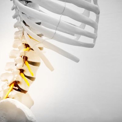 Model with lumbar bone