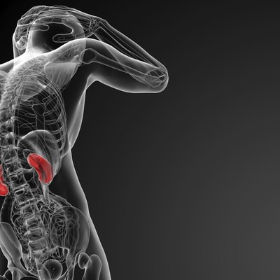 3d rendered illustration of kidneys