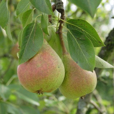 pears