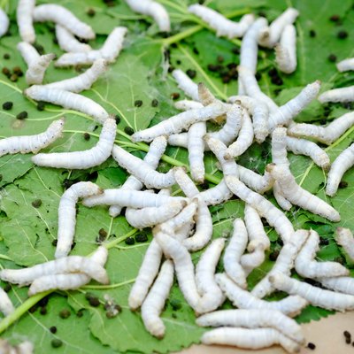 silk worm eating mulberry leaf