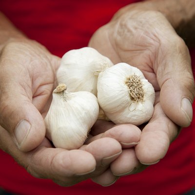 Fresh crop of garlic