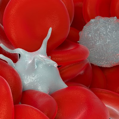 red blood cells,activated platelet and white blood cells