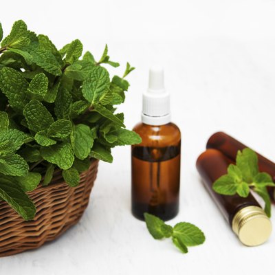 Bottles of mint oil and fresh mint